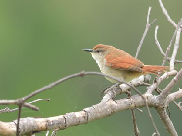 <h3><a href="/trips/salesopolis-2014/biota/animalia/chordata/aves/040 passeriformes/004 furnariidae/certhiaxis cinnamomeus/certhiaxis cinnamomeus-nl.html">Certhiaxis&nbsp;cinnamomeus</a> / Yellow‑chinned&nbsp;spinetail / Geelkeelstekelstaart</h3>NIKON D7100 met AF-S Nikkor 300mm f/2.8G IF-ED VR II, 1/125 sec  bij F5.0, ISO 400, afstand 10.0&nbsp;m